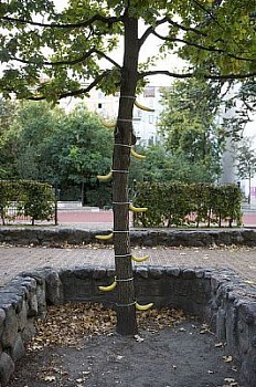 banannatree LG
