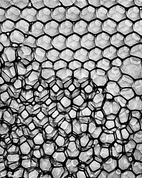 web bubble 20 LG