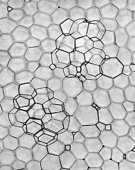 web bubble 12 LG