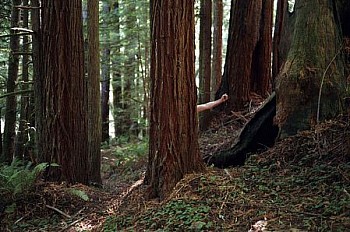 web red wood forest,california LG