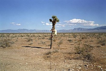 web rt 15,arizona LG