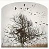 KAHN + SELESNICK, THE RAVEN TREE Ed. 5
pigment print