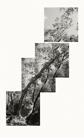 MICHAEL BERMAN, SYCAMORE C2
pigment print on Kozo paper
