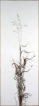 kitchel actualsize5 tallgrass 60 x
