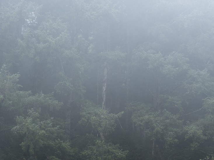 KEVIN O'CONNELL, FOG JOURNAL (GREEN F-3840) <br />
A QUIET BREATHING
pigment print mounted on Dibond