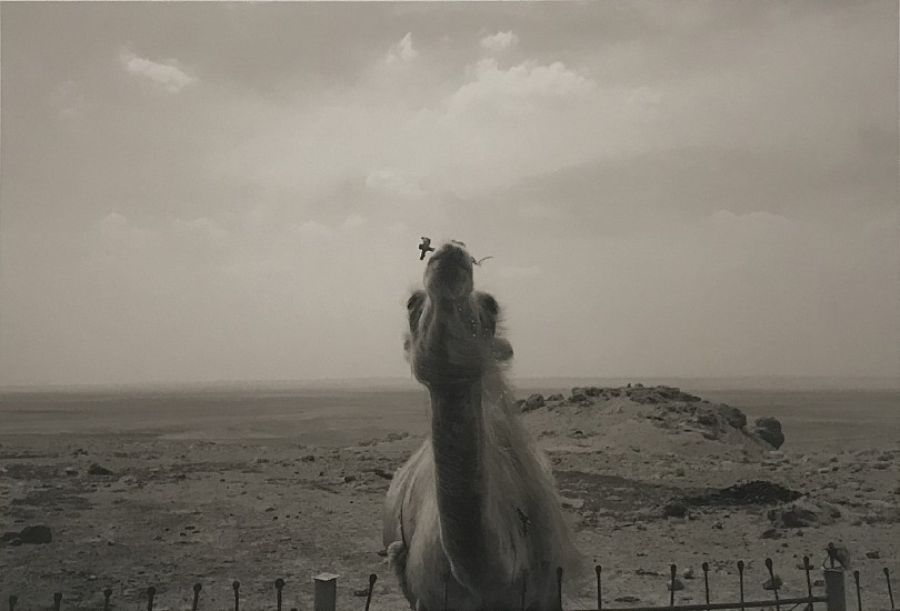 MICHAEL BERMAN, MNG 2016
pigment print