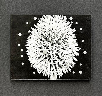 screen shot 2026 04 11 at 12.20.01 pm